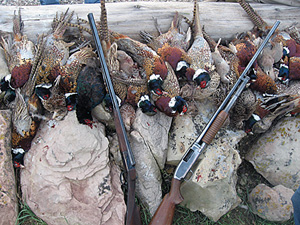 Hunting Birds, Gun