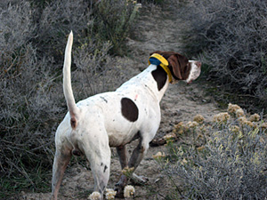 Hunting Dog